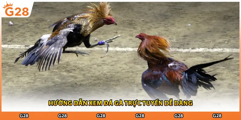 Hướng dẫn xem đá gà trực tuyến dễ dàng